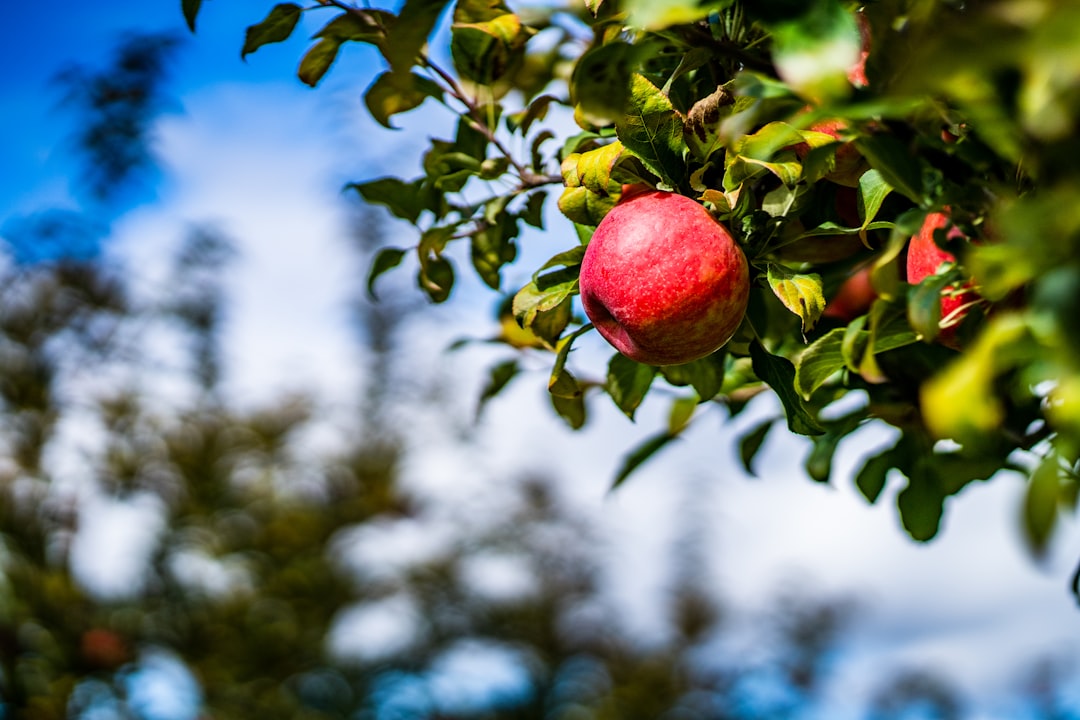 Photo Apple orchard