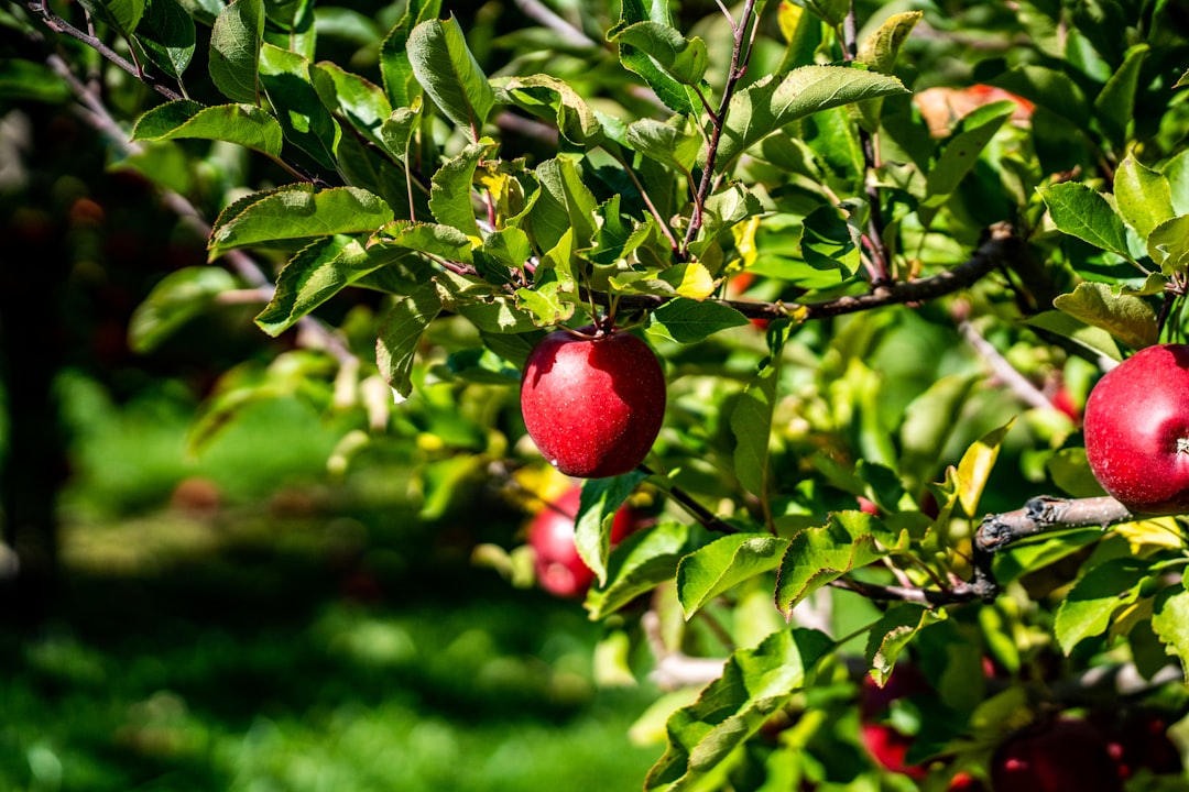 Photo Apple orchard