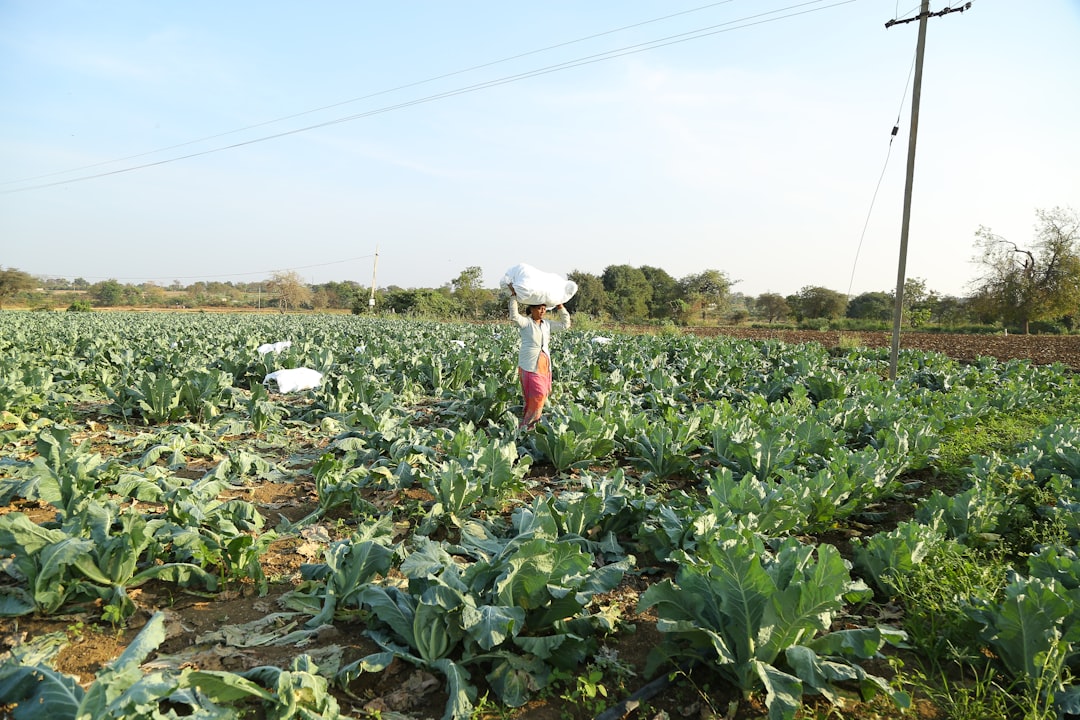 Photo Fertilizer spreader