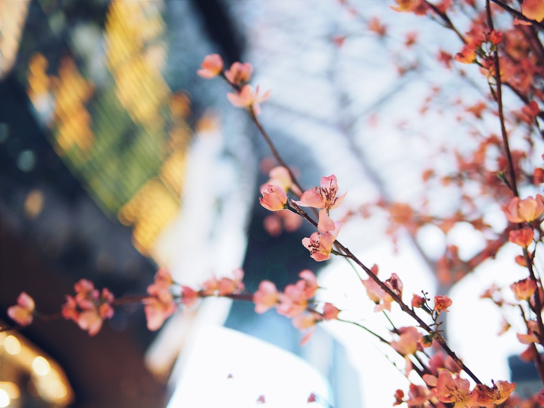 Photo Blooming orchard