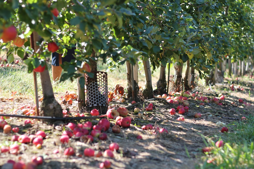 Photo Apple orchard