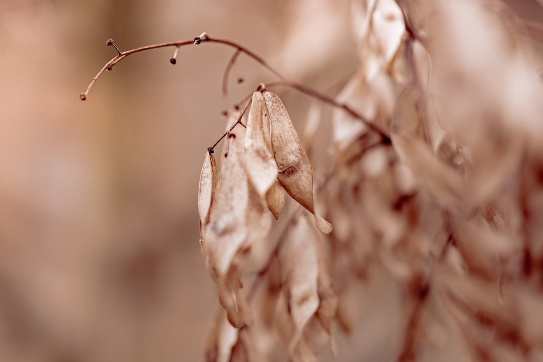 Photo Pruned branches